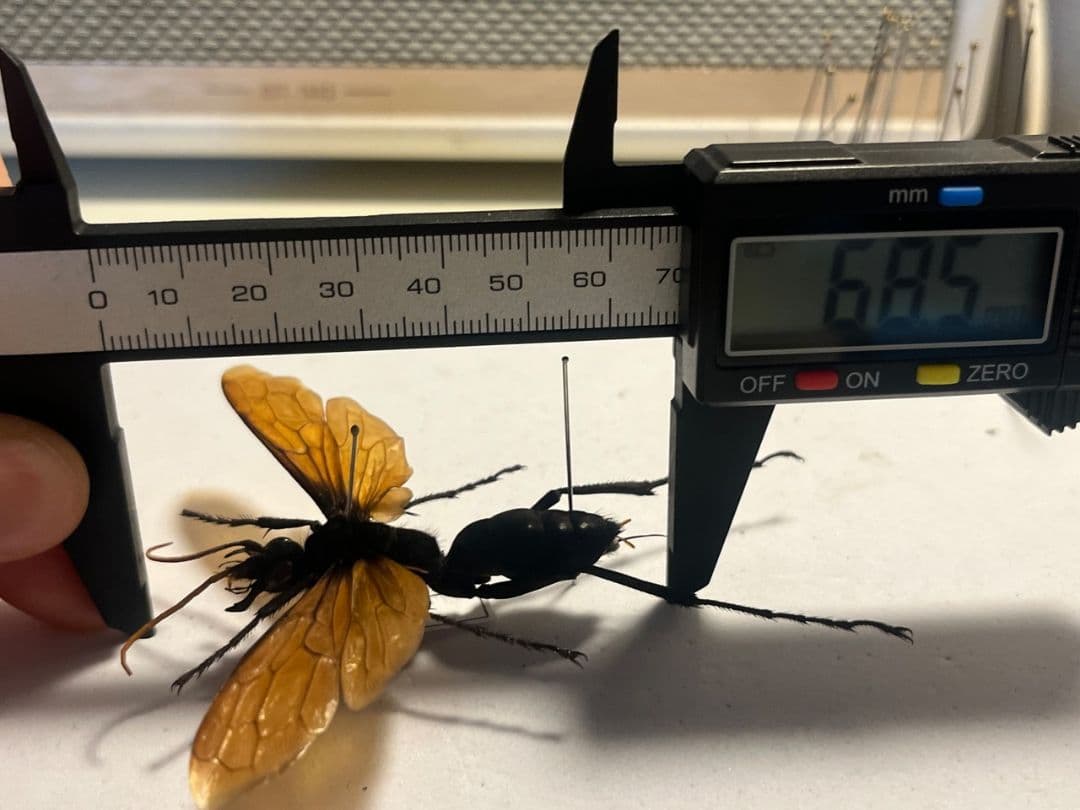 【50mm程】タランチュラホーク バードイータームカデサソリ標本ハチ蜂スズメバチ