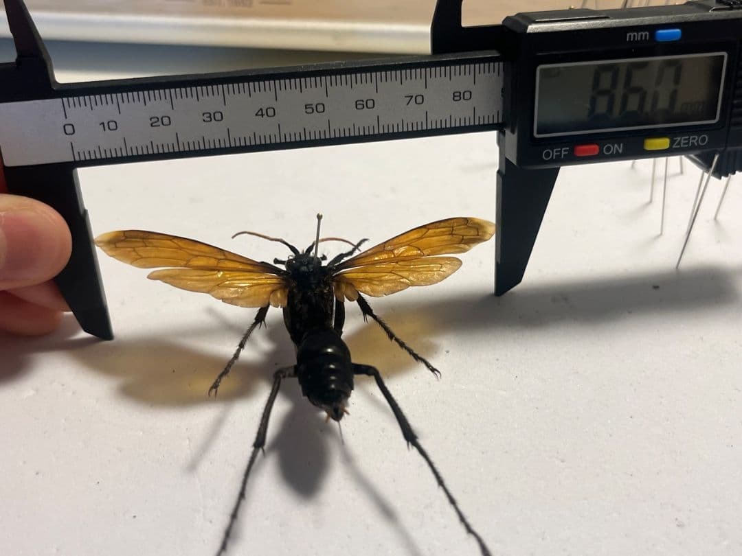 【50mm程】タランチュラホーク バードイータームカデサソリ標本ハチ蜂スズメバチ