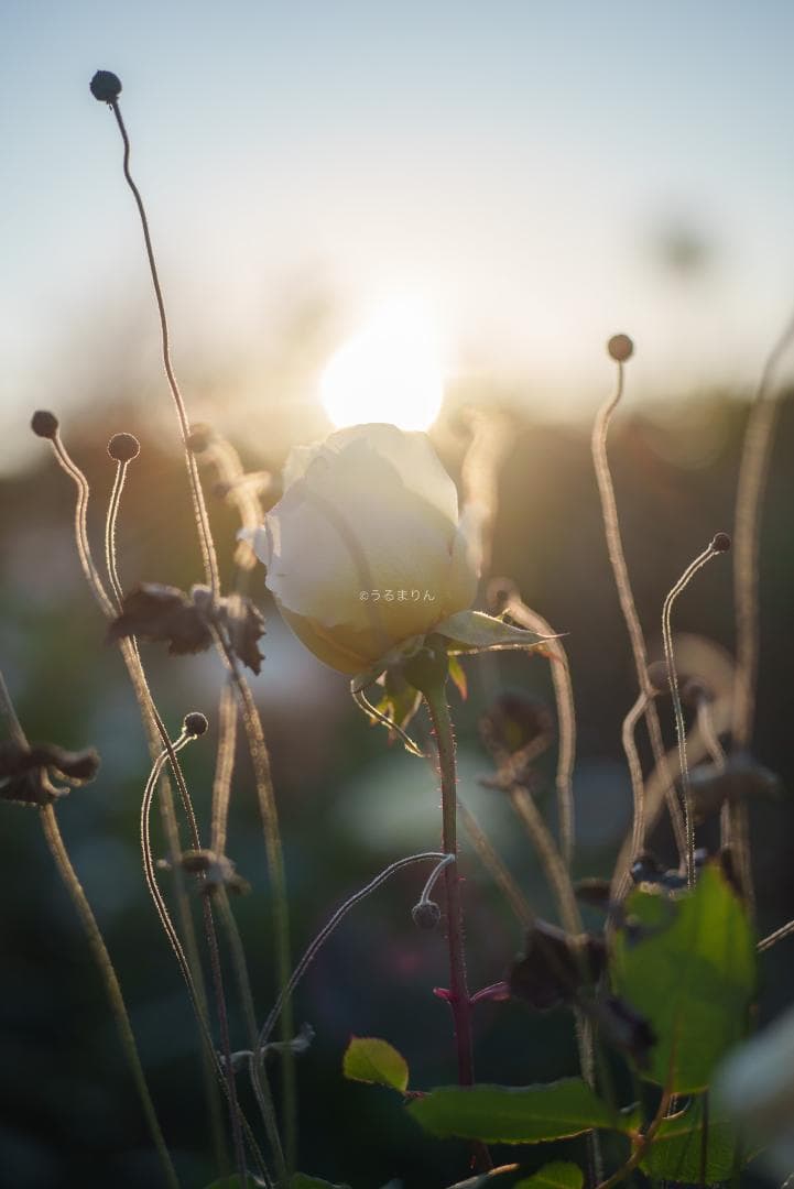 ぬれがらす様現代最小の標準！Elmar-M 50mm F2.8 E39