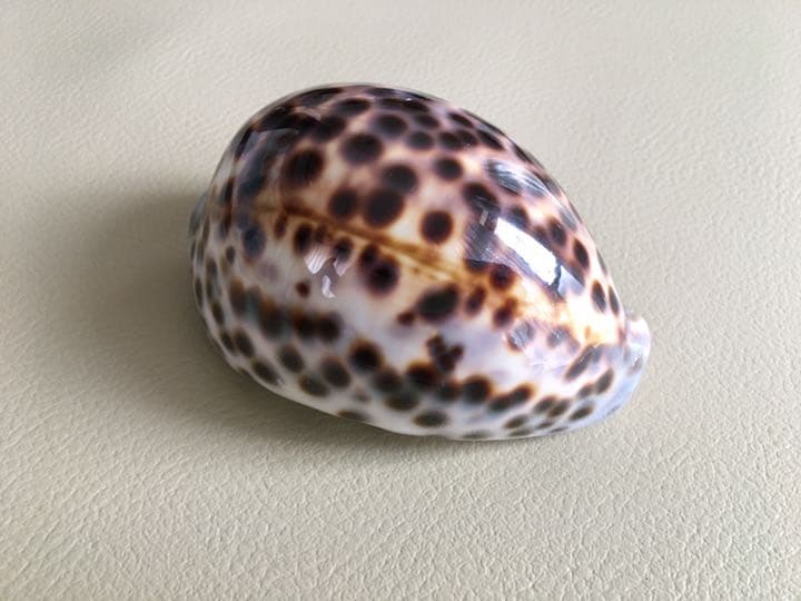 ハワイ　宝貝　ホシダカラ　約10cm 標本