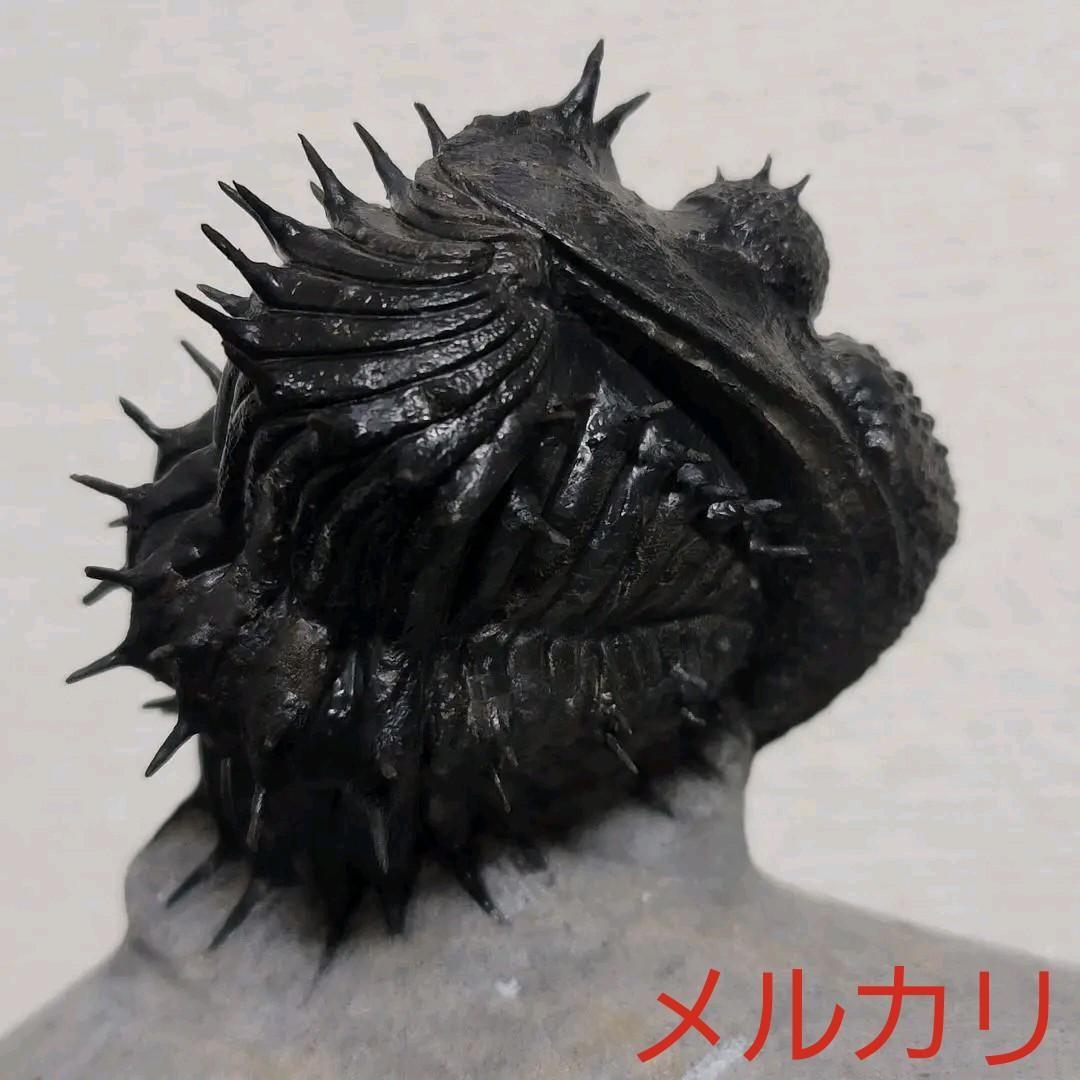 【Drotops armatus】三葉虫 化石標本★trilobite★モロッコ