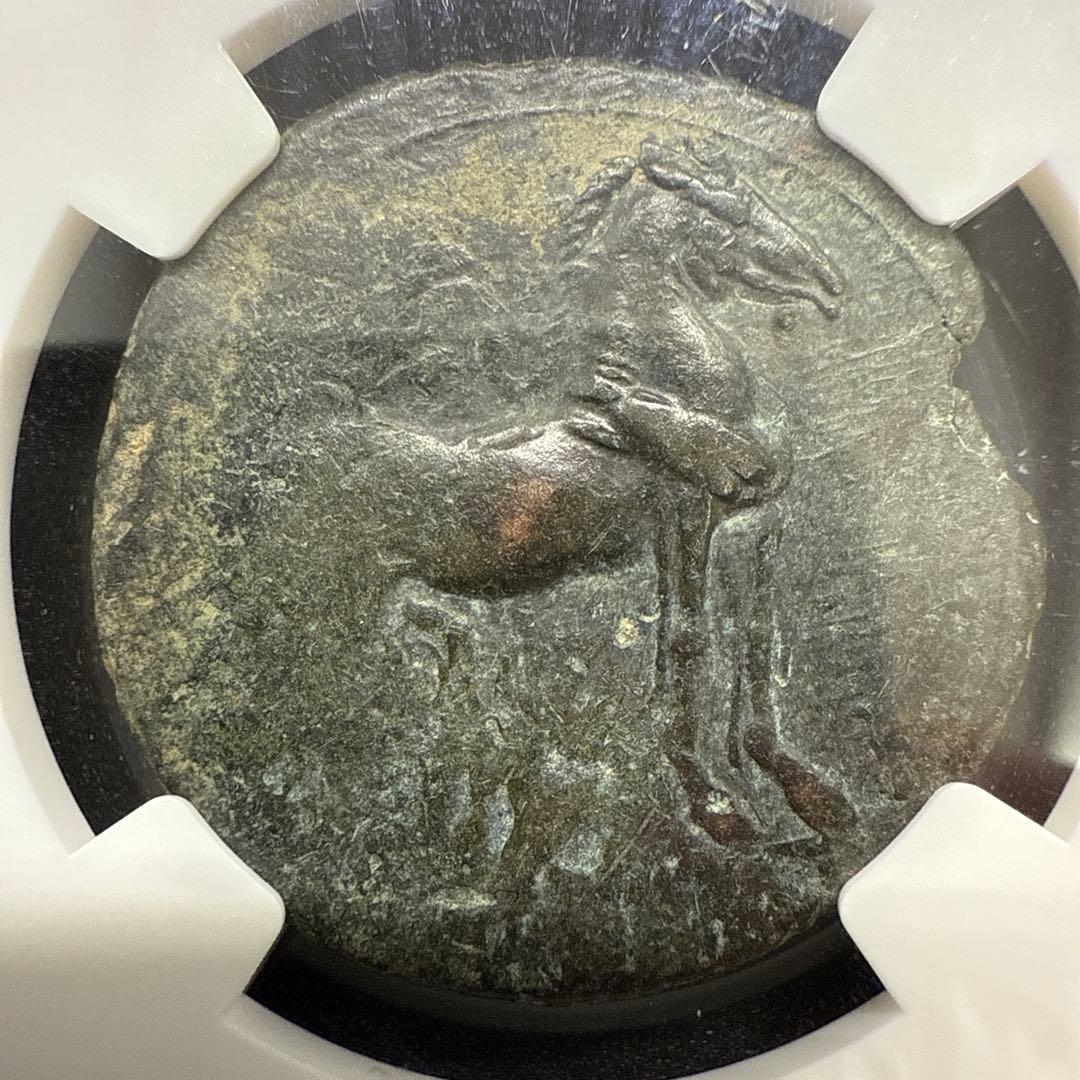 【希少】カルタゴ ゼウリガタナ NGC鑑定済み 古代