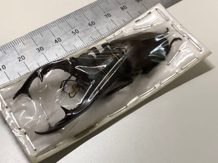 送料込み！　即日発送！　標本　クワガタ