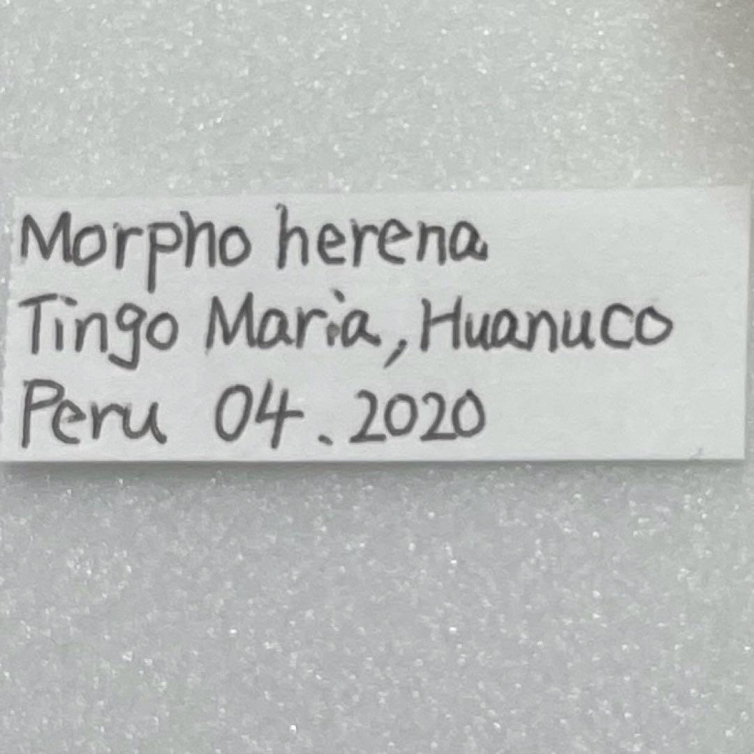 ヘレナモルフォ蝶標本♀