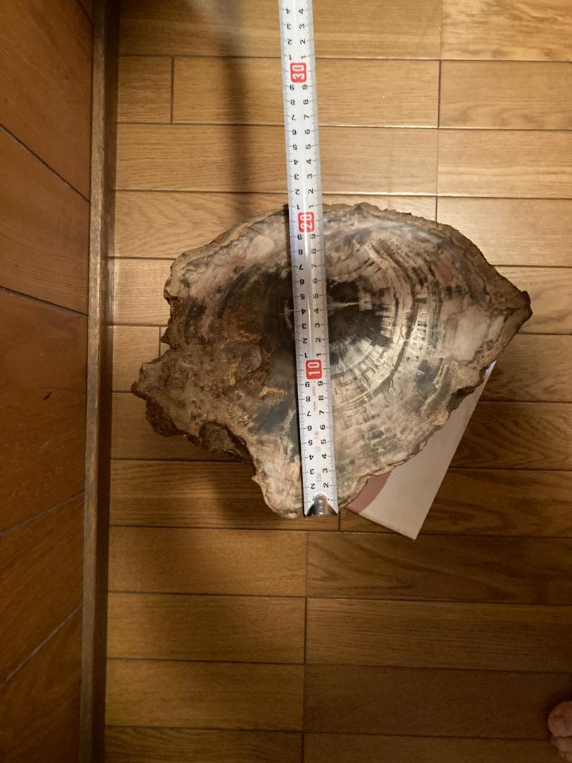 木化石　ブラジル産　30Kg弱くらい　珪化木 受け渡しも可能です