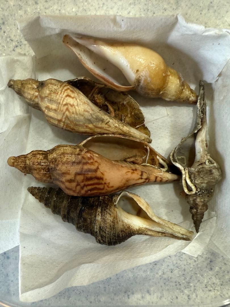 貝　まとめ売り