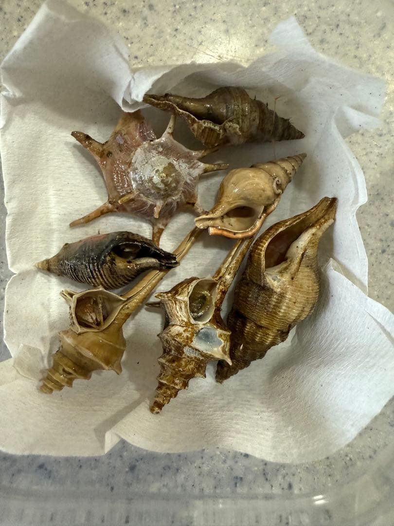 貝　まとめ売り