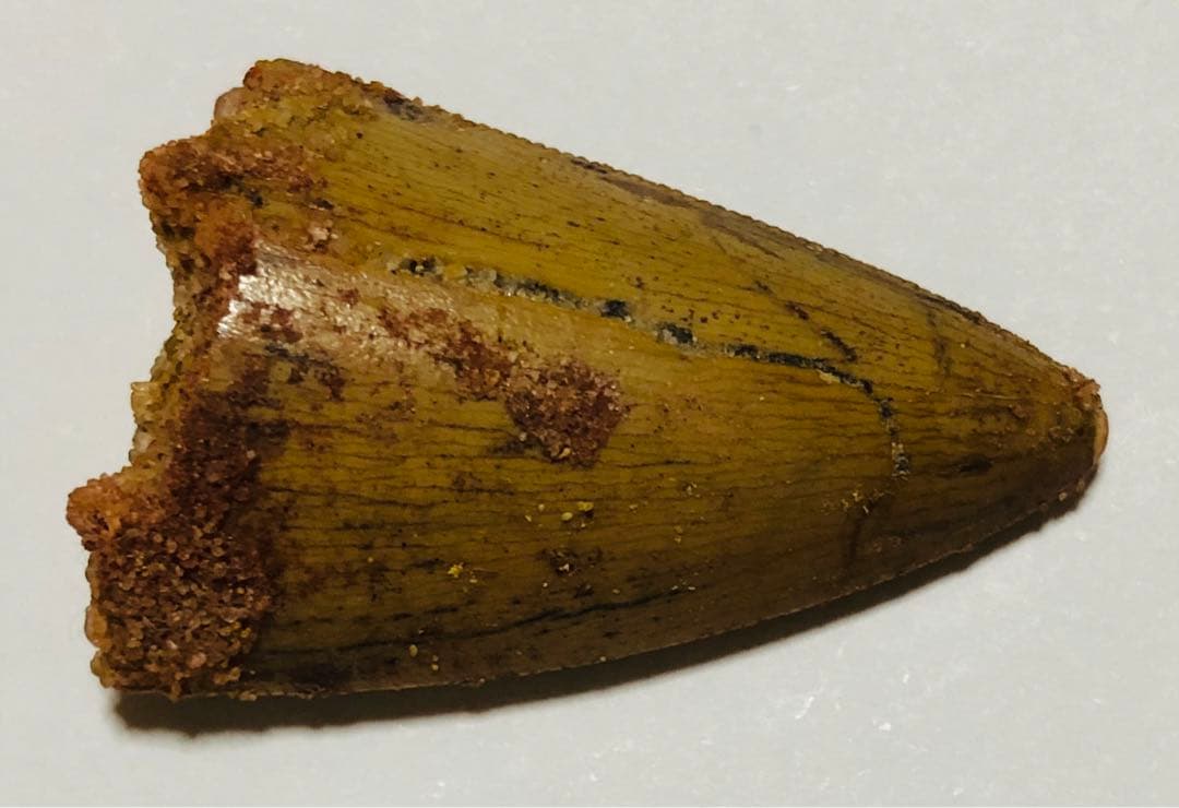 カルカドントサウルス　歯　化石