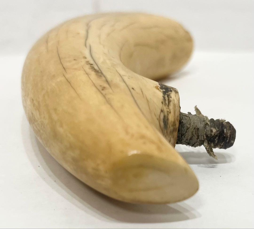 鯨の歯 牙 マッコウクジラ 重量約218g 杖材