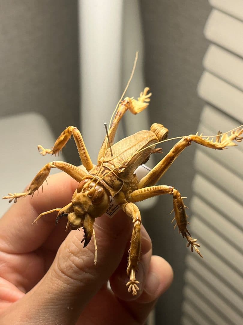 【成虫】マキバネコロギス 昆虫標本バッタ キリギリスコロギスリオック直翅類