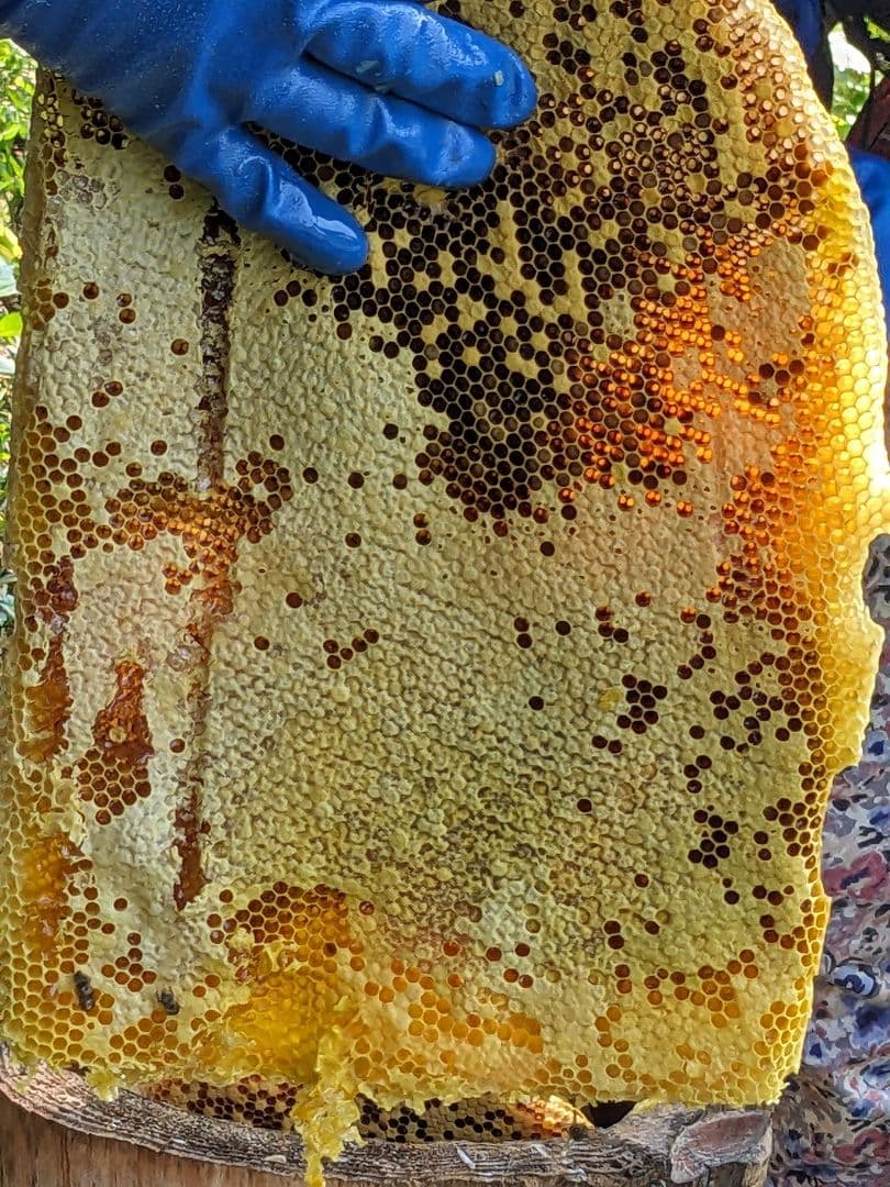 日本ミツバチ 蜂蜜 令和7年度 採れたて　たれ蜜　2年もの600g×2本 非加熱