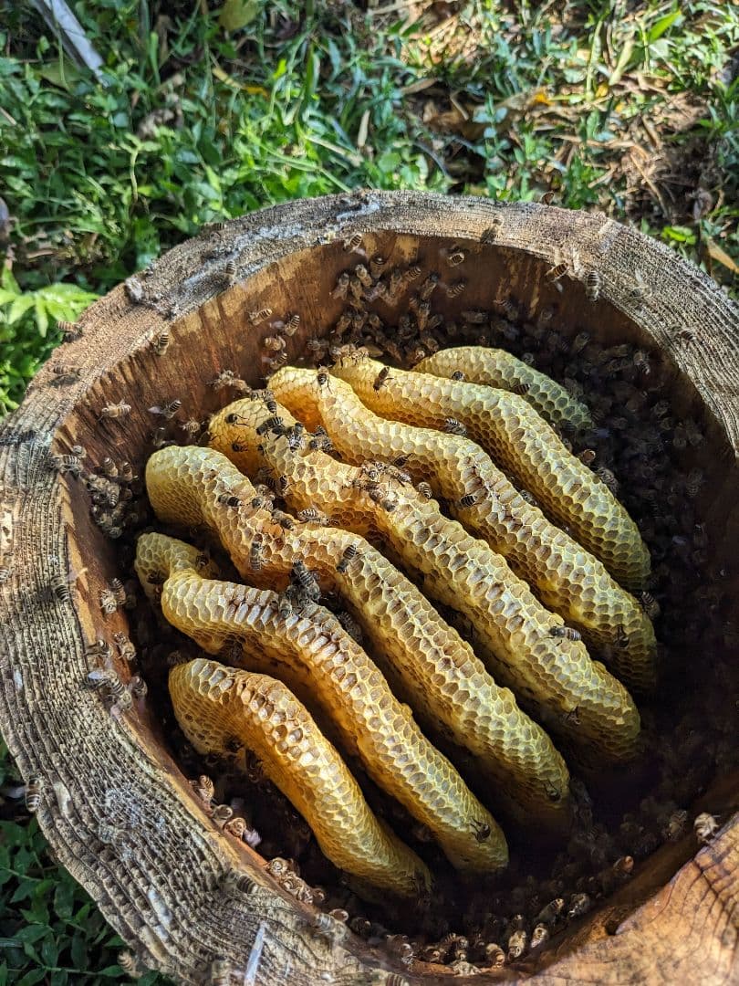 日本ミツバチ 蜂蜜 令和7年度 採れたて　たれ蜜　2年もの600g×2本 非加熱