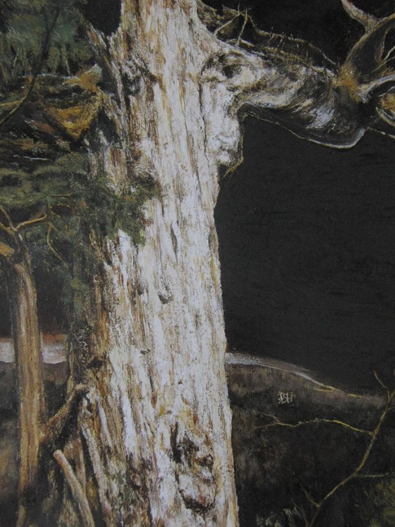 京田徹夫、【3000年の生命（紀元杉）】、希少な額装用画集より