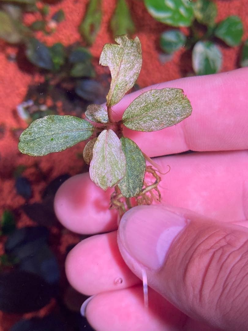 ブセファランドラｓｐ. バリエガータい斑入り