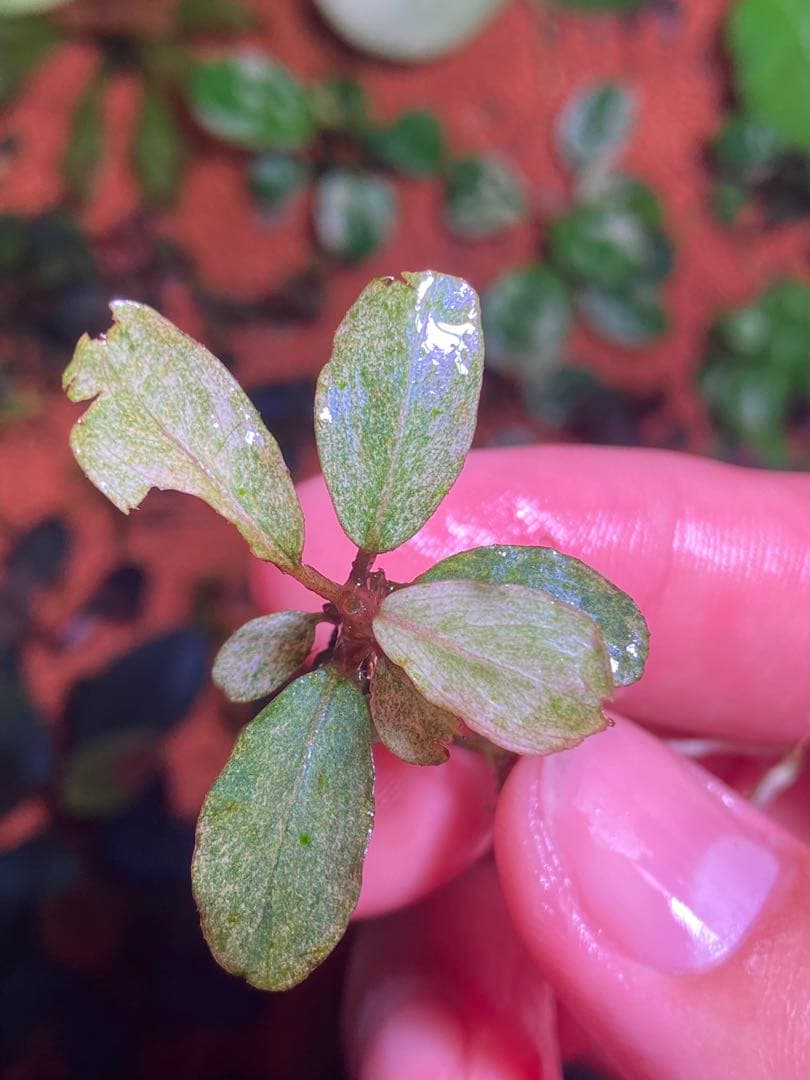 ブセファランドラｓｐ. バリエガータい斑入り