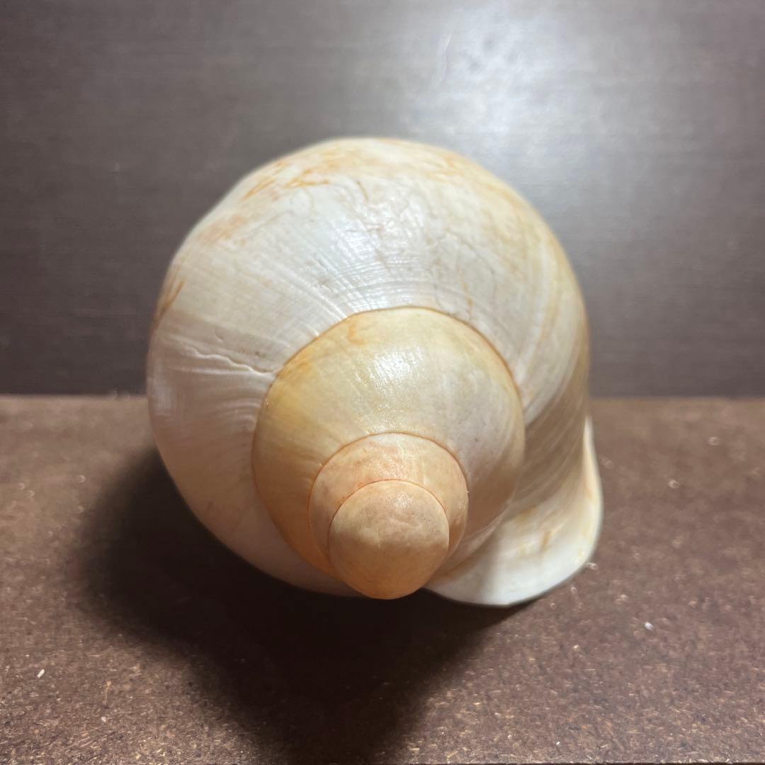 激レア　美品　オーストラリア産　タラチネボラ