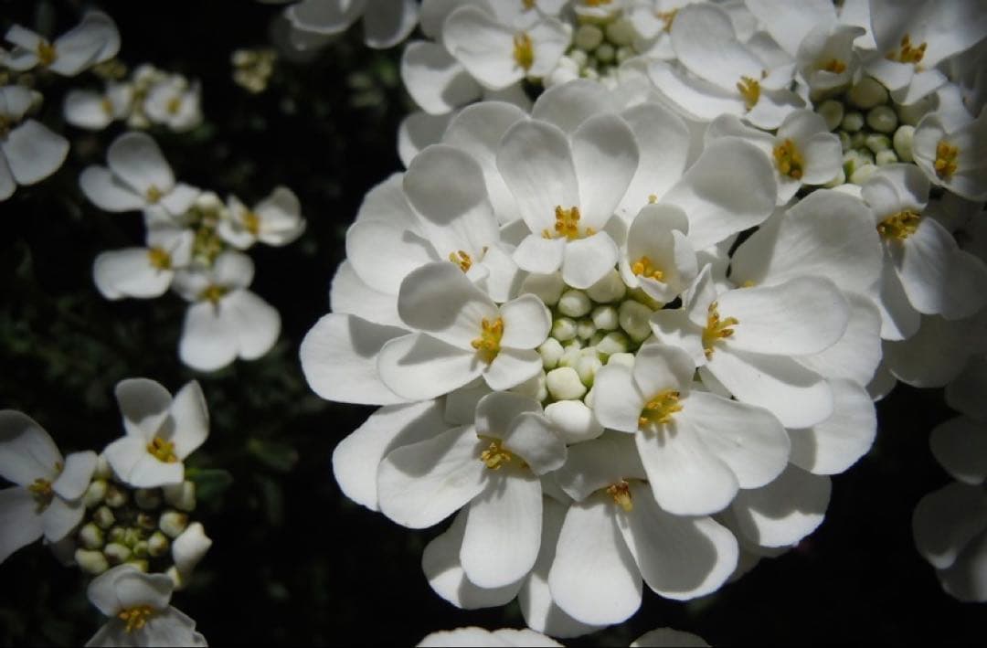 Nikon COOLPIX s6000コンパクトデジタルカメラ