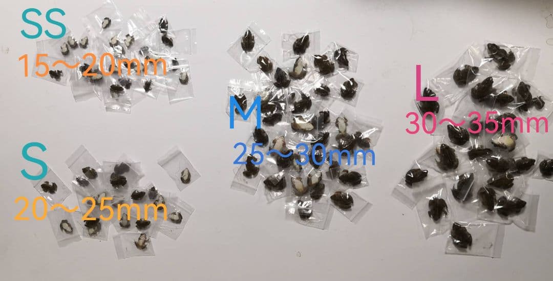 二百匹【冷凍】SS 餌用カエル ヌマガエル エサ用 爬虫類 蛇の餌 ヘビ トカゲ