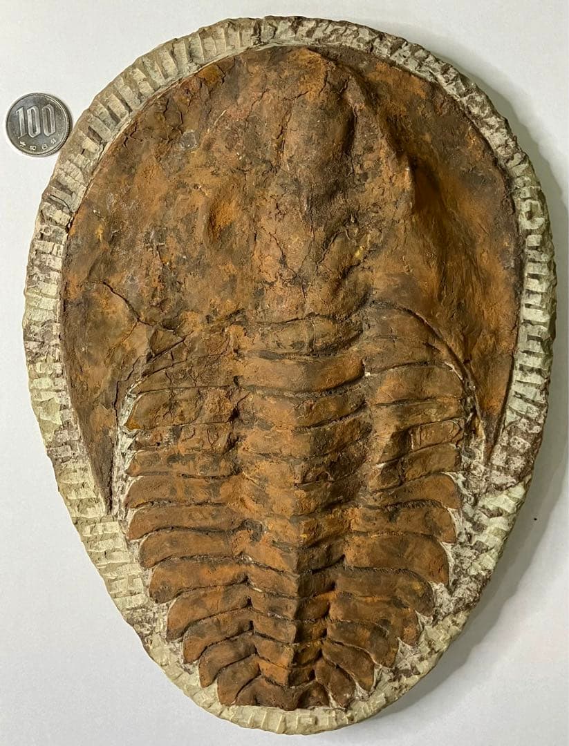 三葉虫化石(大型)　コロラド産