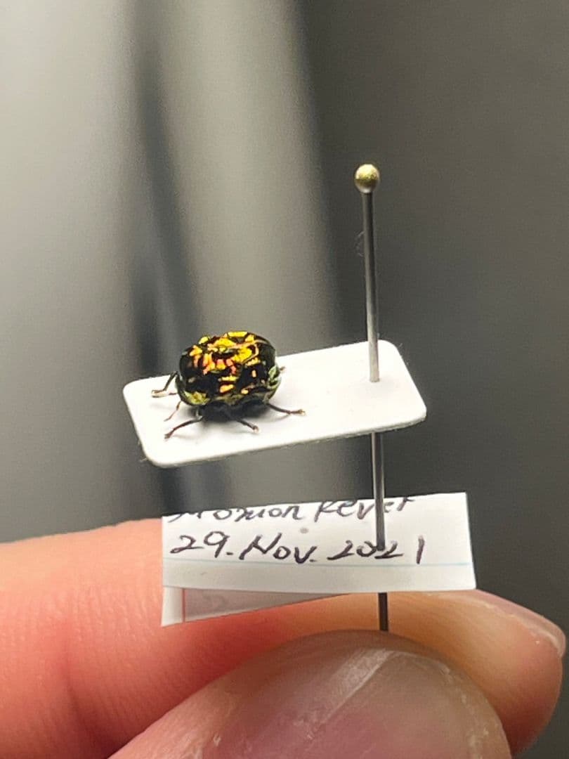 【4mm】コブハムシ 赤銅色 コメツキムシ昆虫標本甲虫タマムシスハンダエコガネム