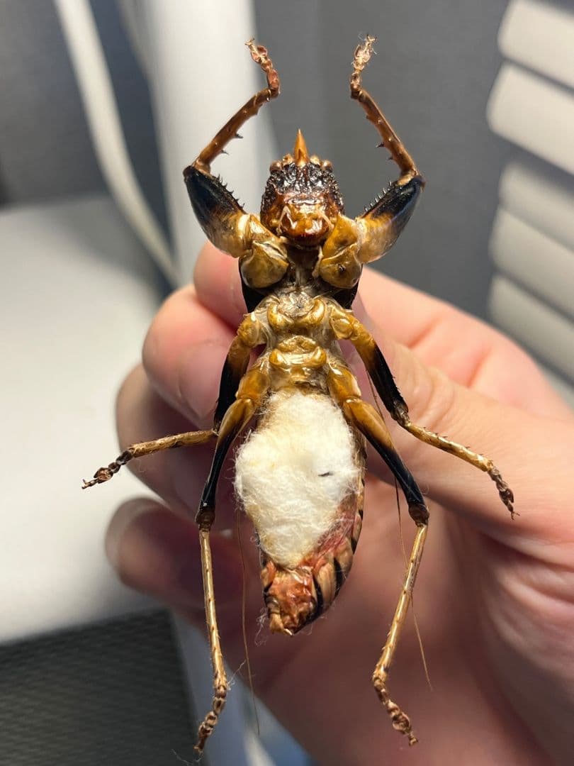 【巨大♂】ロブスターキリギリス マッチョキリギリス コロギス リオック標本