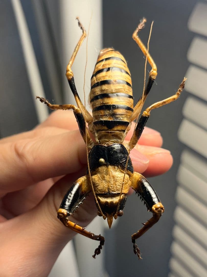 【巨大♂】ロブスターキリギリス マッチョキリギリス コロギス リオック標本