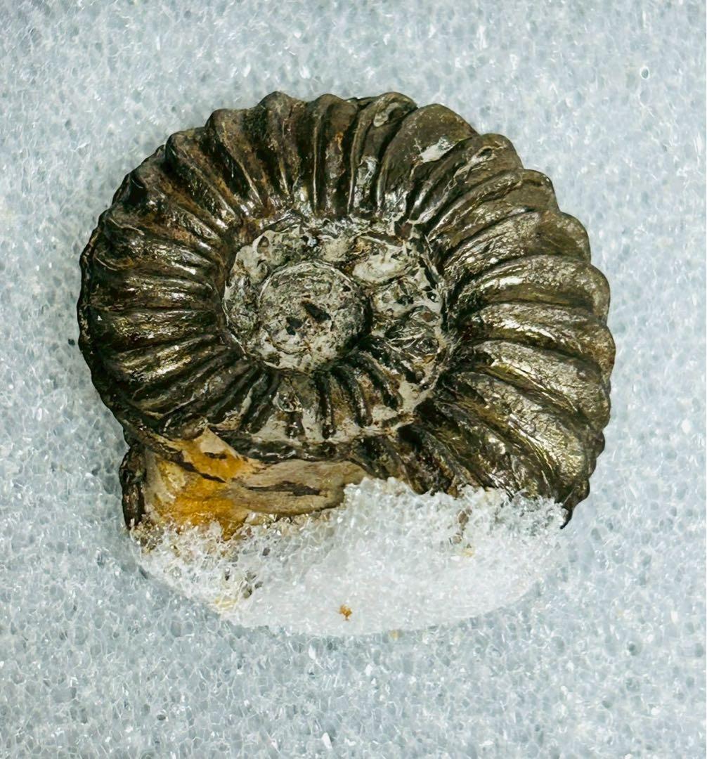 アンモン貝の化石　ドイツ　ニュルンベルク ジュラ紀　【11101m】