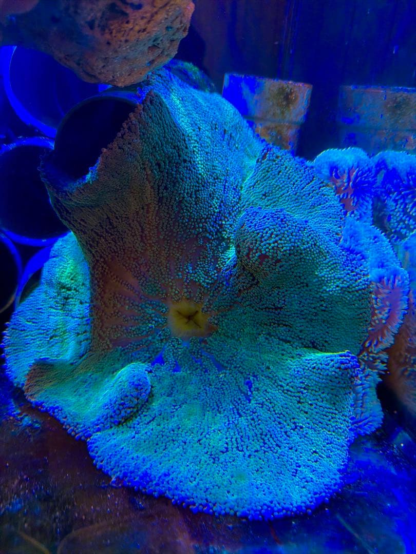 特大グリーンイボハタゴイソギンチャク