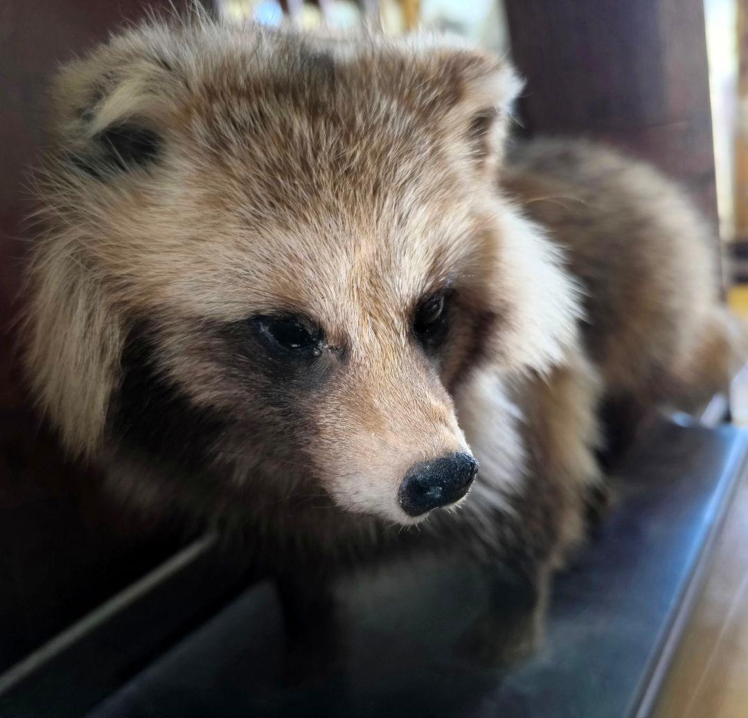 【最終値下】タヌキの剥製【6/25(水)まで】