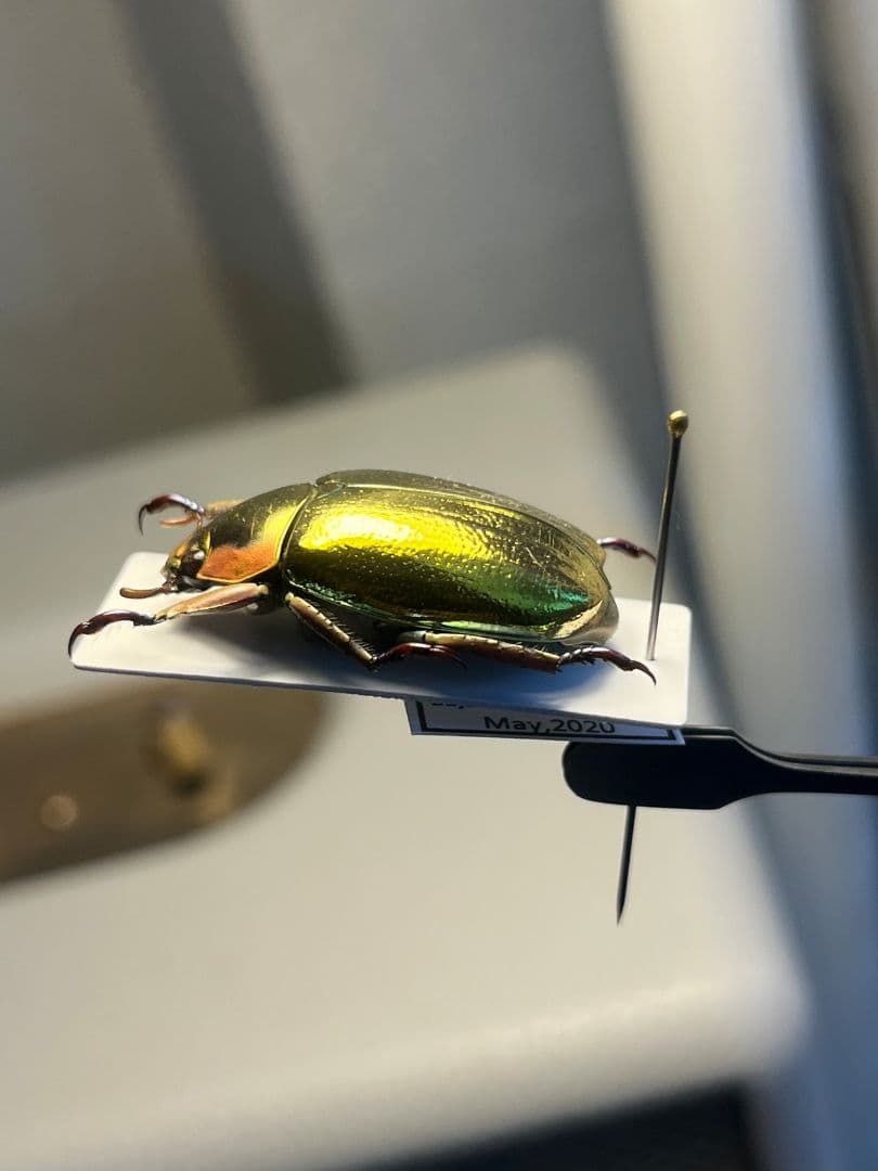 【27mm】アウリガンスプラチナコガネ 金色型 カナブン ウグイスコガネ 標本