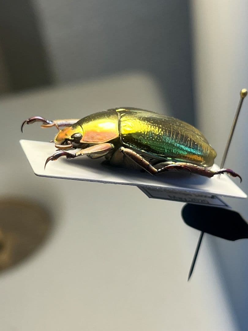 【27mm】アウリガンスプラチナコガネ 金色型 カナブン ウグイスコガネ 標本