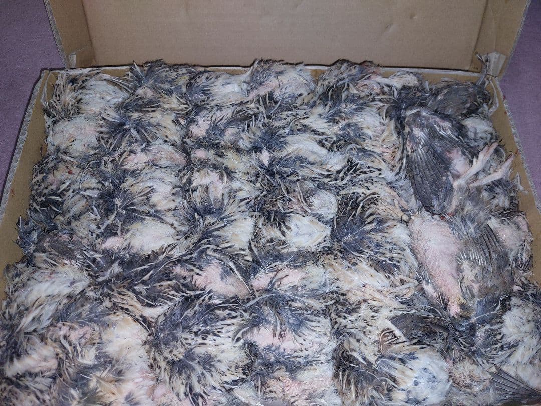 冷凍ウズラ　Napkin様