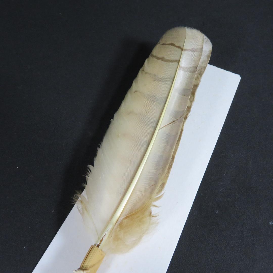 羽箒 羽根 ほうき 風炉用 三ツ羽根 シマフクロウ 紙箱 茶道具