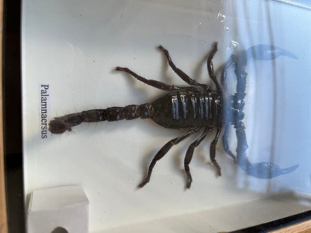 Palamnaeus スコーピオン 乾燥標本