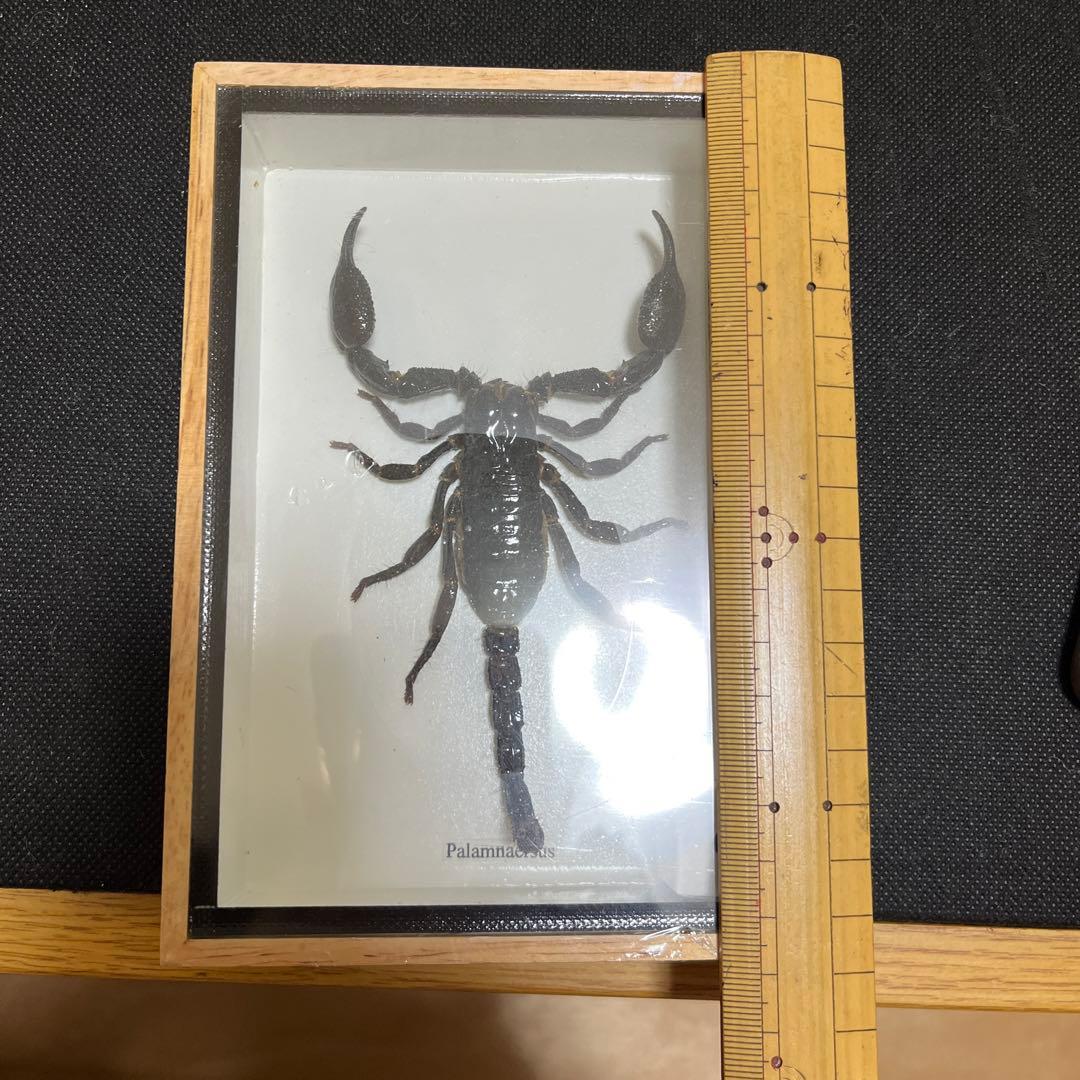 Palamnaeus スコーピオン 乾燥標本