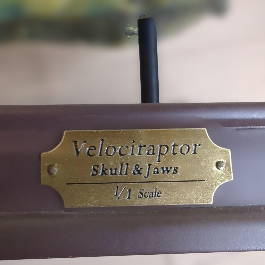 FAVORITE フェバリット ヴェロキラプトル スカル&ジョーズ 1/1