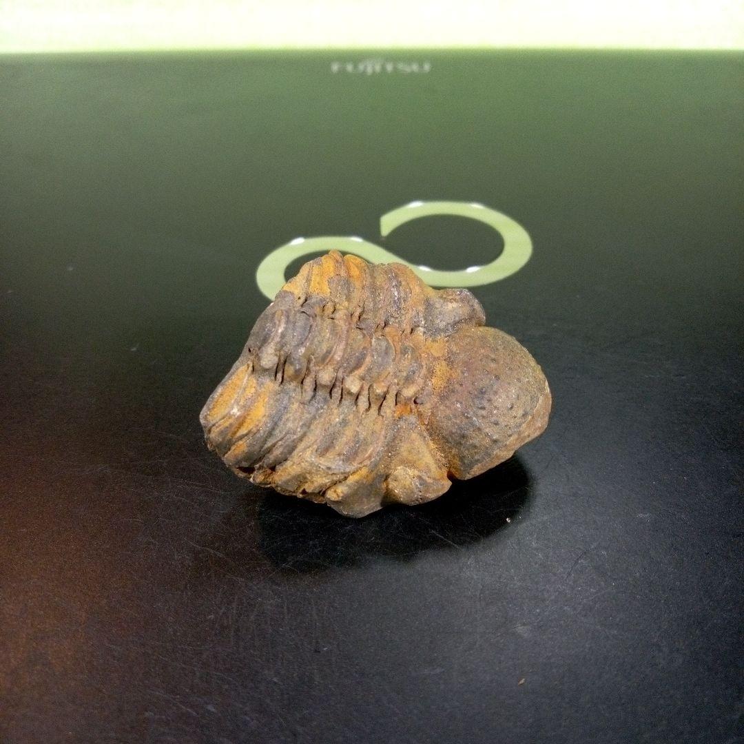 三葉虫　化石　fossil　ボリビア産　trilobite　三葉虫判別⑦