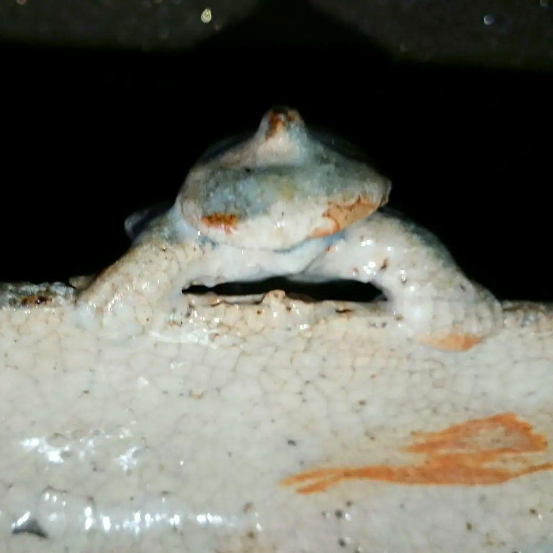 美品 志野焼(美濃焼)『絵志野 閑人取手 四方片口』骨董 アンティーク