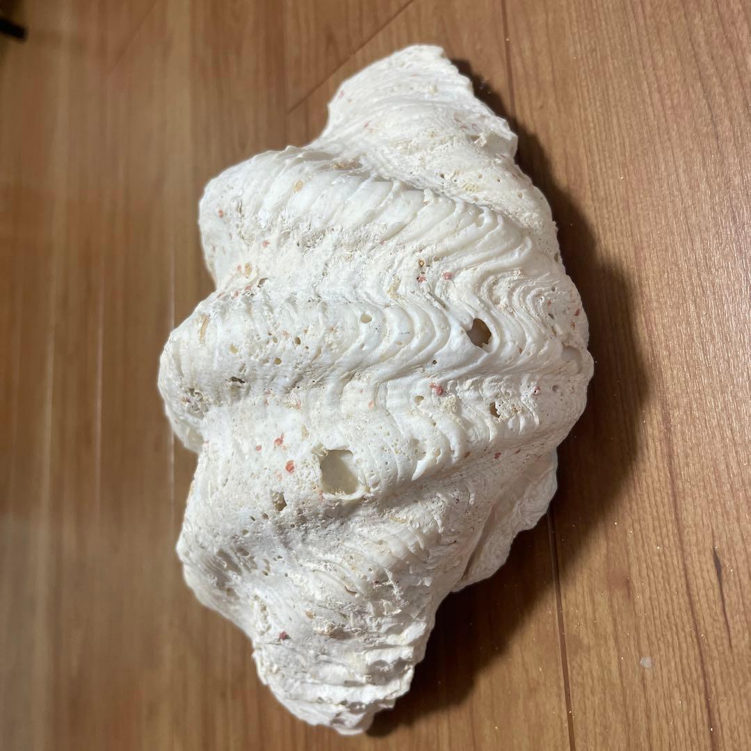天然貝殻 波状 白  しゃこがい　宮古島　1990年代 大きめ　貝殻　貝　シェル