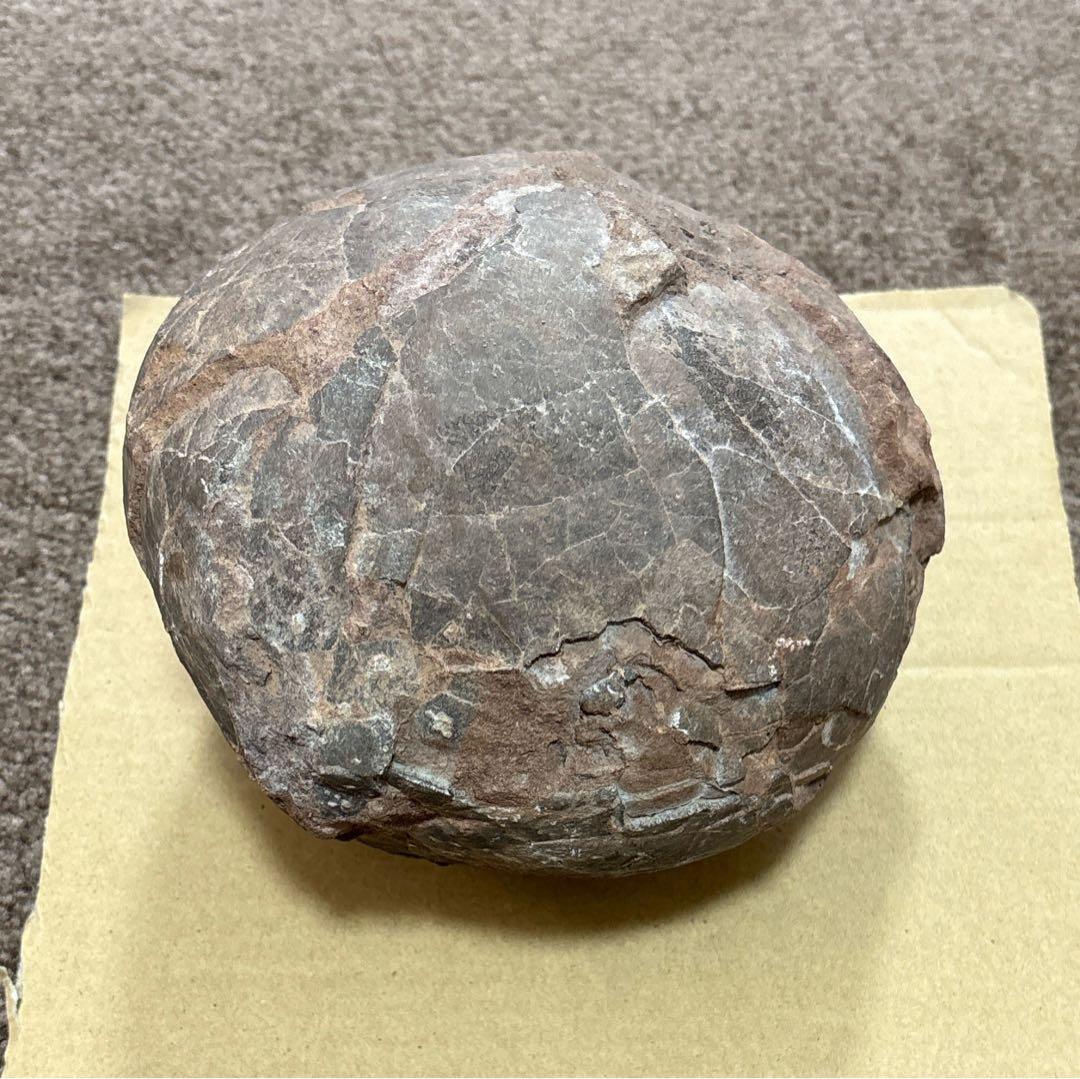 化石 恐竜 卵 ハドロサウルス 推定