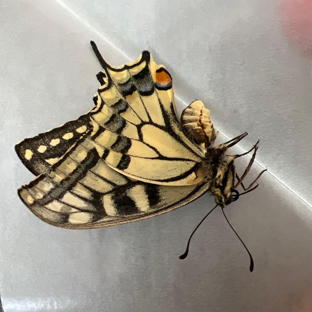 ノミオンを含むモンゴル産　三角紙標本7頭セット