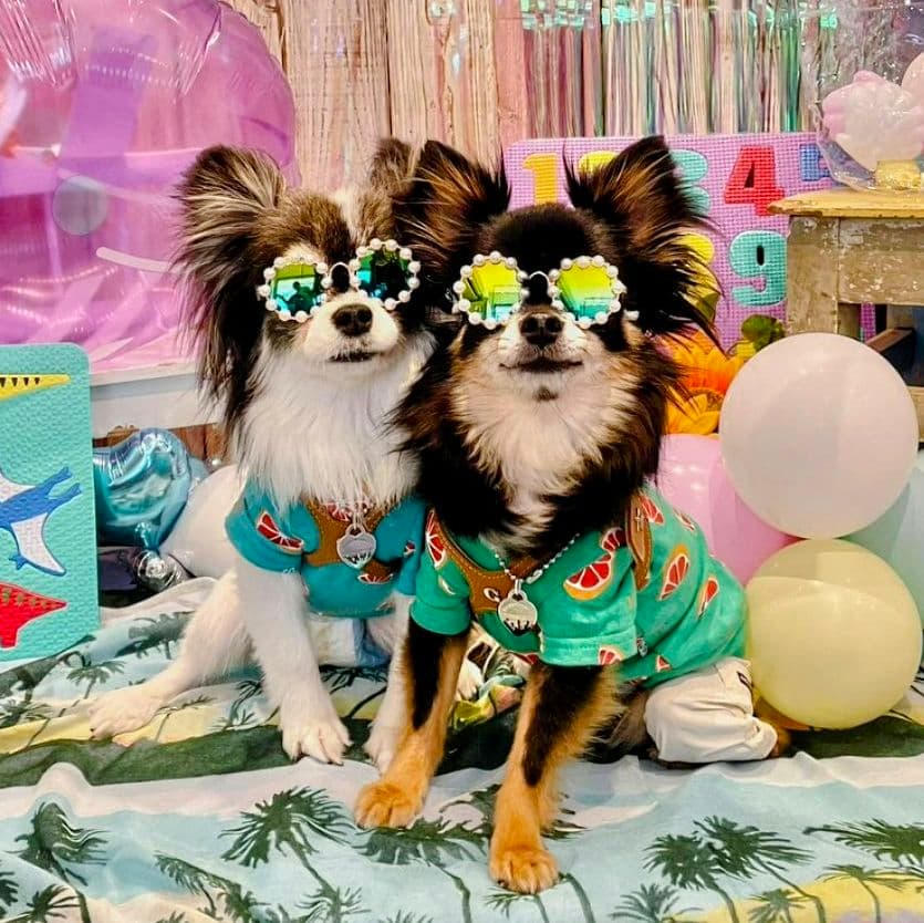 直営店限定2枚セット NC☆フレッシュORTasknowasdewan