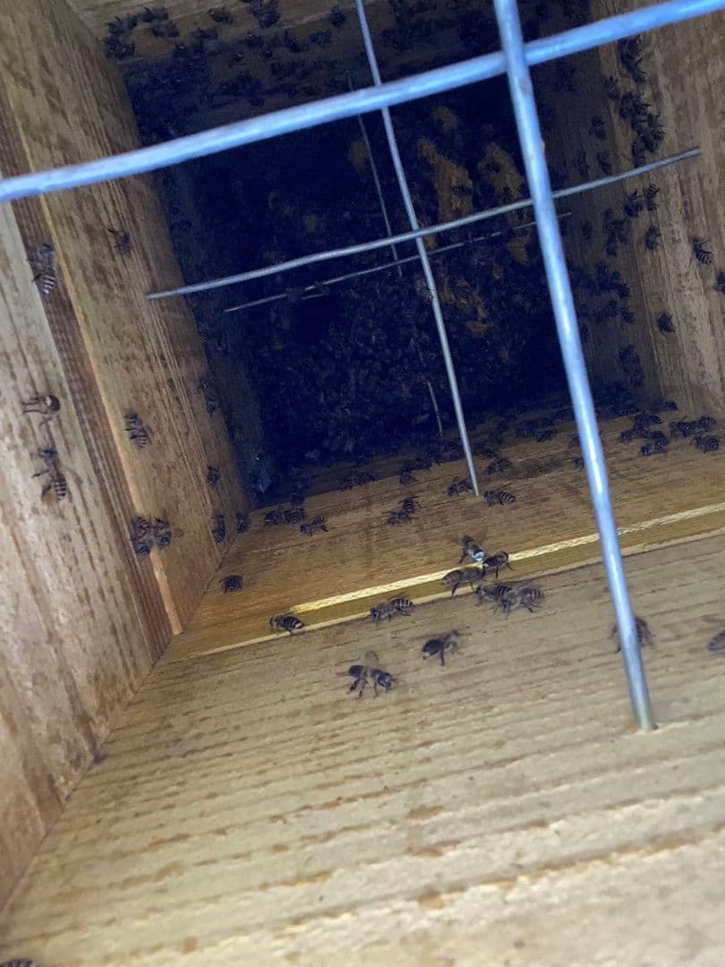 【写真の最後実績載せてます】日本蜜蜂重箱式待ち箱(巣箱)3段+給餌、スムシ対策箱