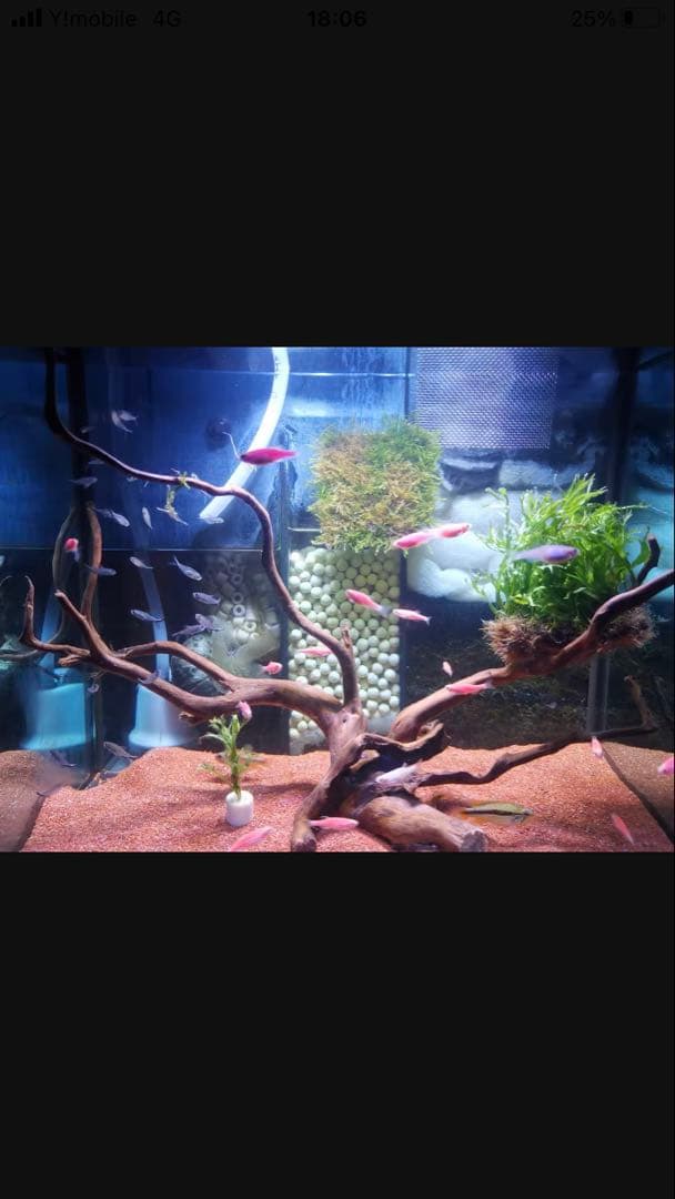 20kg業者様愛され高品質ろ材 納豆菌多孔質パワーボール20kg即時発送送料込み