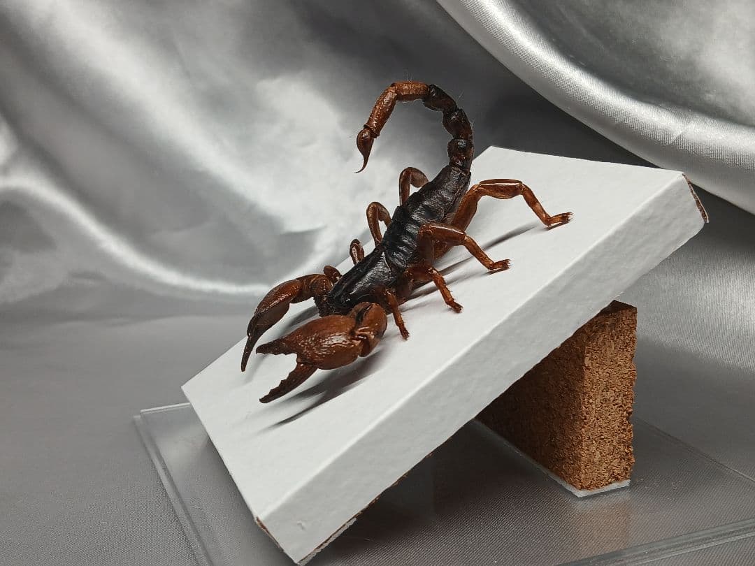 レッドクロースコーピオン　立体標本
