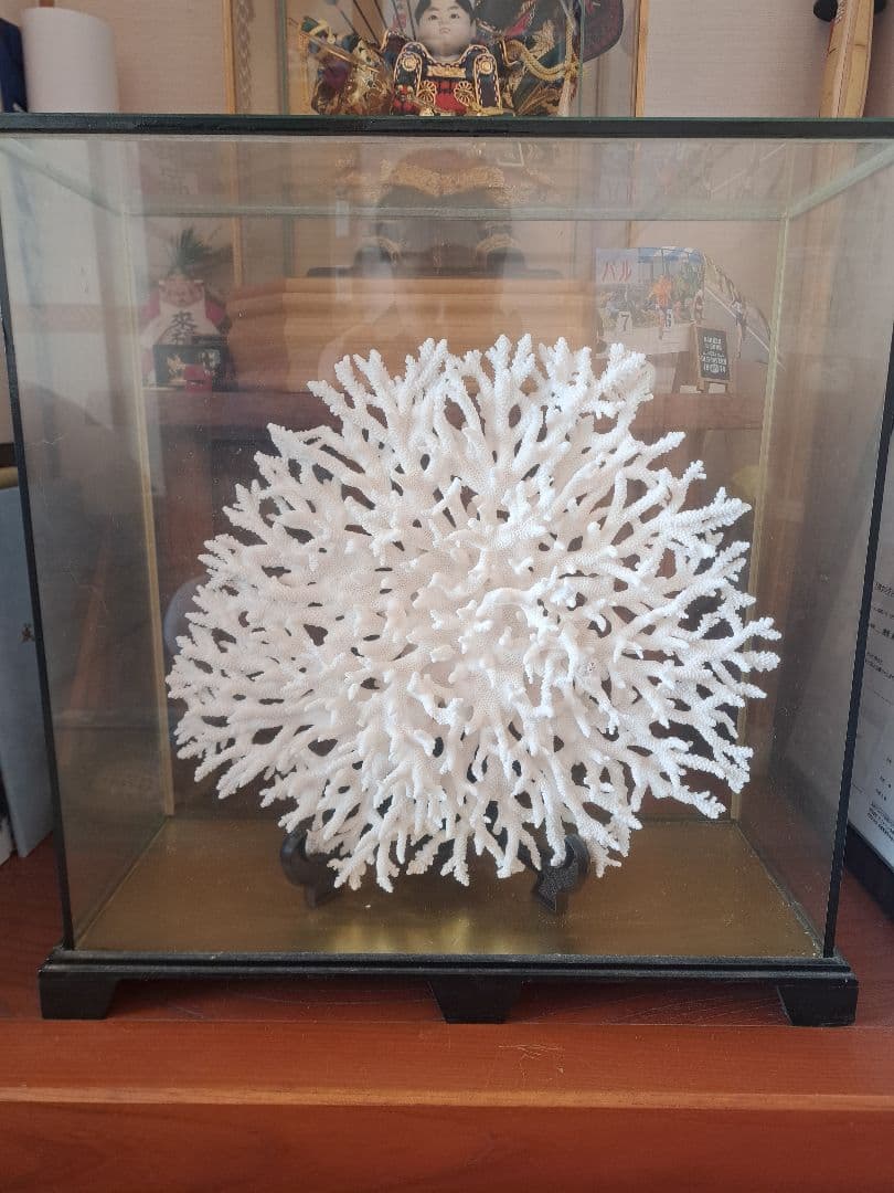 巨大珊瑚！値段交渉致します。
