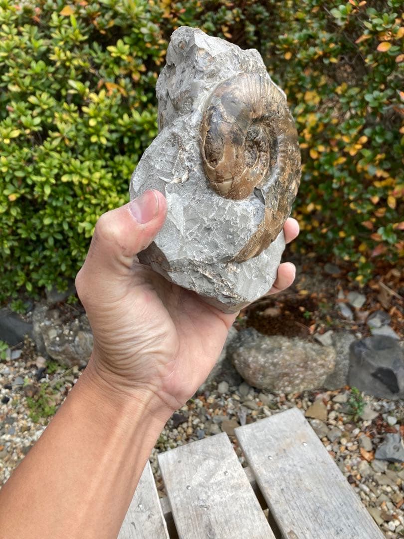 飾りやすい茶色のアンモナイト　プゾシア　化石