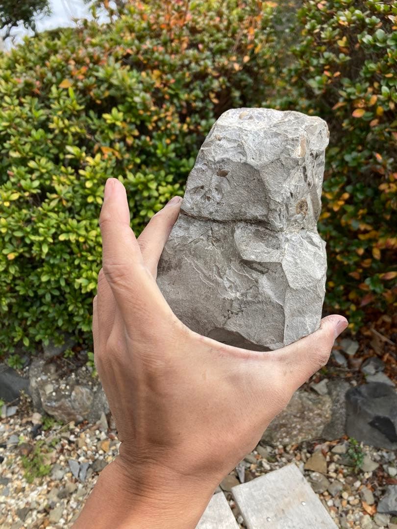 飾りやすい茶色のアンモナイト　プゾシア　化石