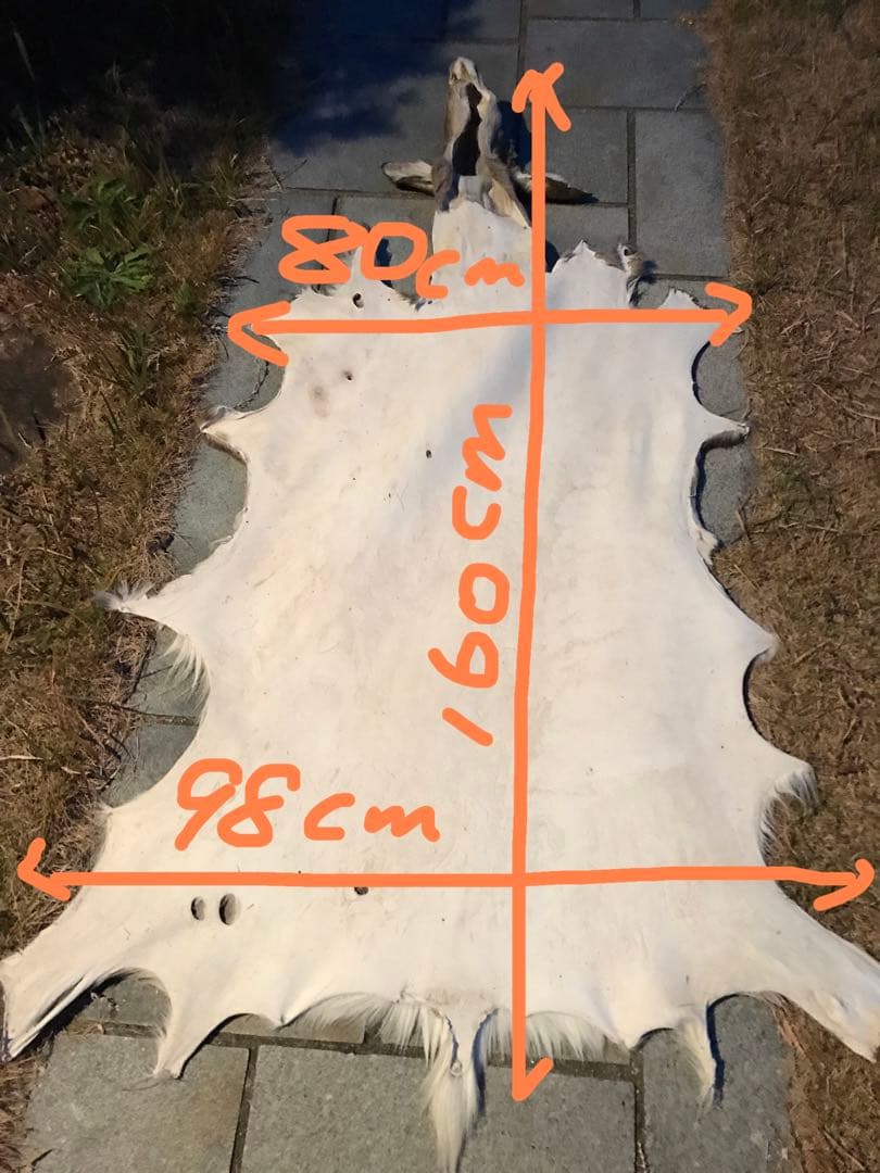 ニホンジカ♀毛皮　23-2