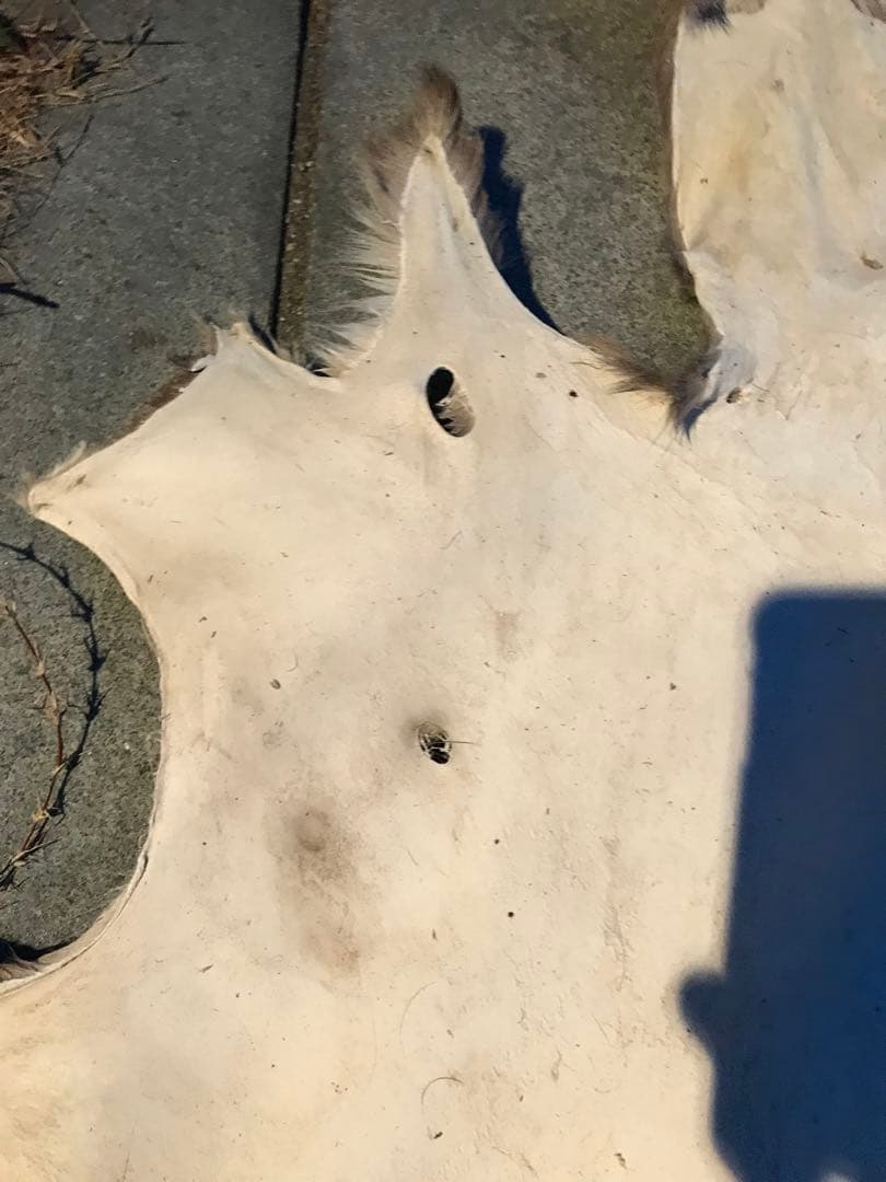 ニホンジカ♀毛皮　23-2